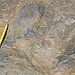 BucketList + See The Dinosaur Footprints In ... = ✓
