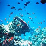 BucketList + Be A Marine Biologist = ✓