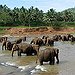 BucketList + Ride An Elephant Through A ... = ✓