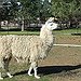 BucketList + Have A Pet Llama = ✓