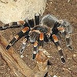 BucketList + Hold A Tarantula Without Completely ... = ✓