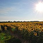 BucketList + Visit Sunflower Field = ✓