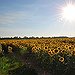 BucketList + Visit Sunflower Field = ✓
