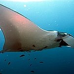 BucketList + Swim With Manta Rays = ✓