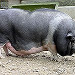 BucketList + Get A Pot Belly Pig = ✓