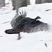 BucketList + Go Turkey Hunting = ✓