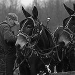 BucketList + Ride A Mule Into The ... = ✓