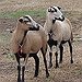 BucketList + Shear A Sheep = ✓
