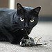 BucketList + Get A Cat = ✓