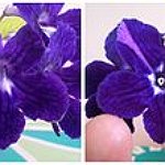 BucketList + Grow Flowers From Seeds = ✓