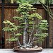 BucketList + Plant My Own Tree And ... = ✓