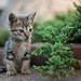 BucketList + Get An Ocicat = ✓