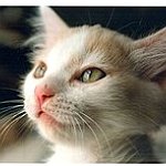 BucketList + Get An Abyssinian = ✓