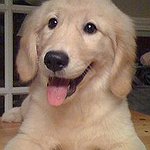 BucketList + Own A Puppy = ✓