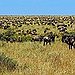 BucketList + Watch The Great Migration In ... = ✓