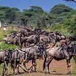 BucketList + Witness The Great Wildebeest Migration ... = ✓