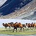 BucketList + Ride A Camel In Mongolia = ✓