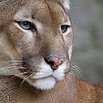 BucketList + Pet A Cougar = ✓