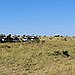 BucketList + Safari In Africa = ✓