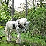 BucketList + Ride A Horse-Drawn Carriage = ✓