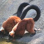 BucketList + Feed A Lemur By Hand = ✓