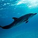 BucketList + See A Wild Dolphin = ✓