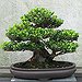 BucketList + Plant A Bonsai Tree = ✓