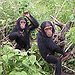 BucketList + Cuddle A Baby Chimpanze = ✓