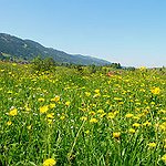 BucketList + Hike A Meadow In Switzerland = ✓