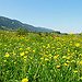 BucketList + Hike A Meadow In Switzerland = ✓