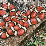 BucketList + Hold A Snake. = ✓