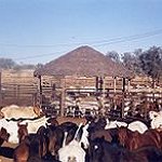 BucketList + Round Up Cattle = ✓