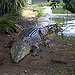 BucketList + Touch A Living Crocodile = ✓