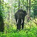 BucketList + Have An Elephant Encounter = ✓