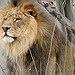 BucketList + Feed A Lion Cub = ✓