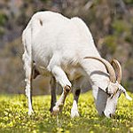 BucketList + Watch A Goat Be Born = ✓