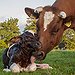 BucketList + Milk A Cow = ✓