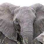 BucketList + Cuddle An Elephant = ✓