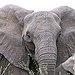 BucketList + Cuddle An Elephant = ✓