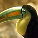 BucketList + See A Wild Toucan = ✓