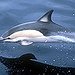 BucketList + Swim With Wild Dolphins = ✓
