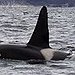 BucketList + See An Orca Whale In ... = ✓