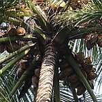 BucketList + Drink Cocunut Water Out Of ... = ✓