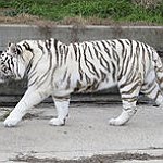 BucketList + Get A Pet Tigar = ✓