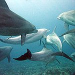 BucketList + Swim With Dolphins = ✓
