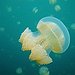 BucketList + Have A Pet Jellyfish = ✓