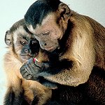 BucketList + Get A Sholder Monkey = ✓