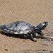 BucketList + Watch Turtles Hatch And Run ... = ✓