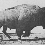 BucketList + See A Herd Of Bison ... = ✓
