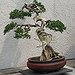 BucketList + Nuture A Bonsai Tree = ✓